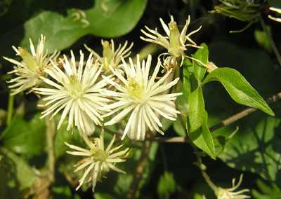 Gemeine Waldrebe, Clematis vitalba